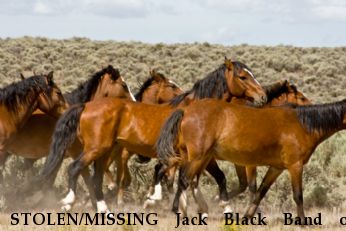 STOLEN/MISSING Jack Black Band of Mustang Near San Luis, CO, 81152
